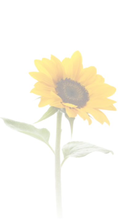 sunflower 440x710_2